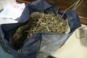 Slika vijesti/2014/Marihuana-Opatija (2).JPG